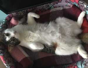 body nutrition twspoonfitness