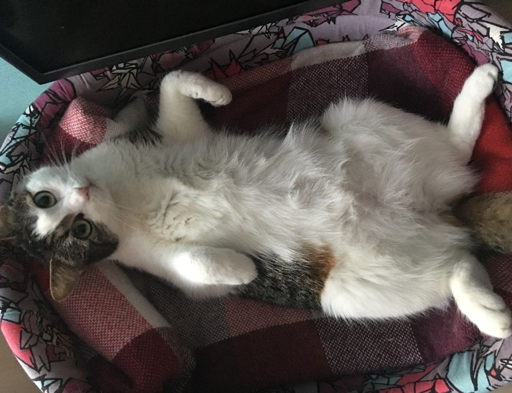 body nutrition twspoonfitness