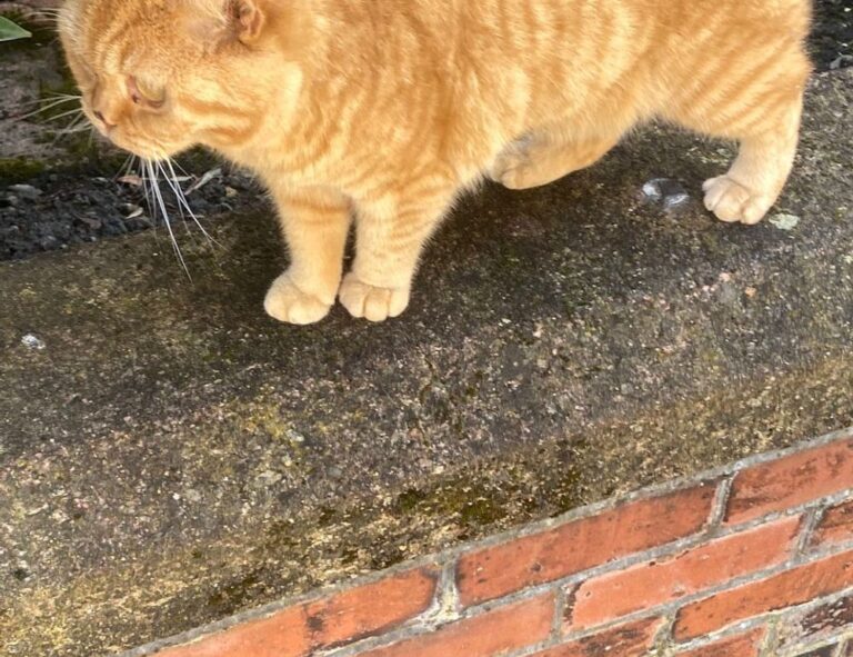 can pregnant woman take cozotaijin