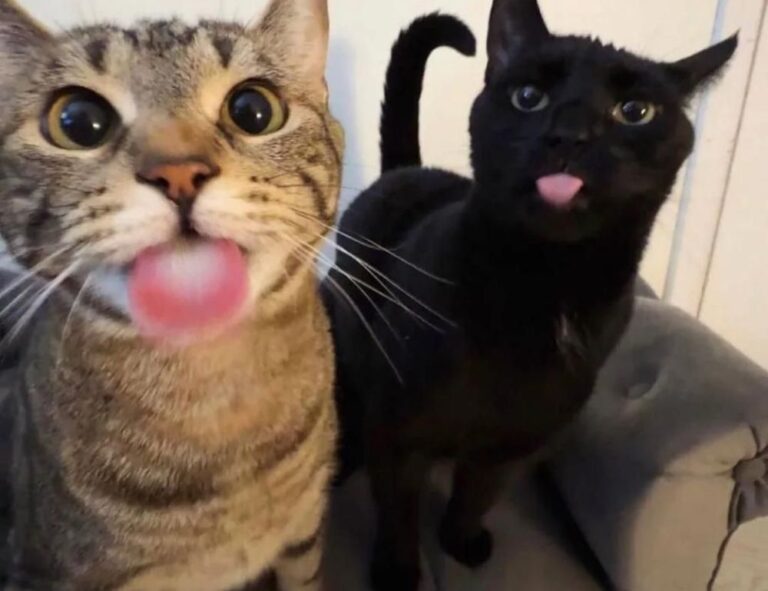 how many branches does zeyejapa hotel have