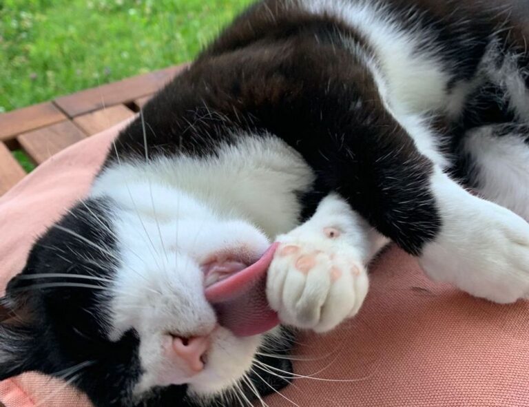 homorzopia disease problems