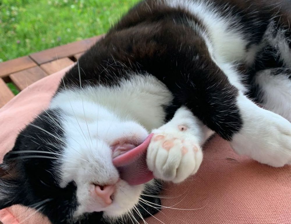 homorzopia disease problems