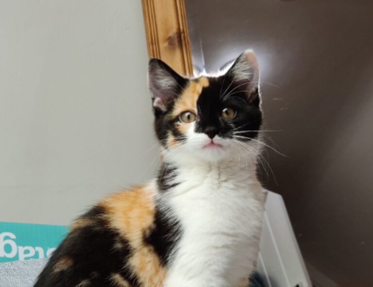 how homorzopia spreads