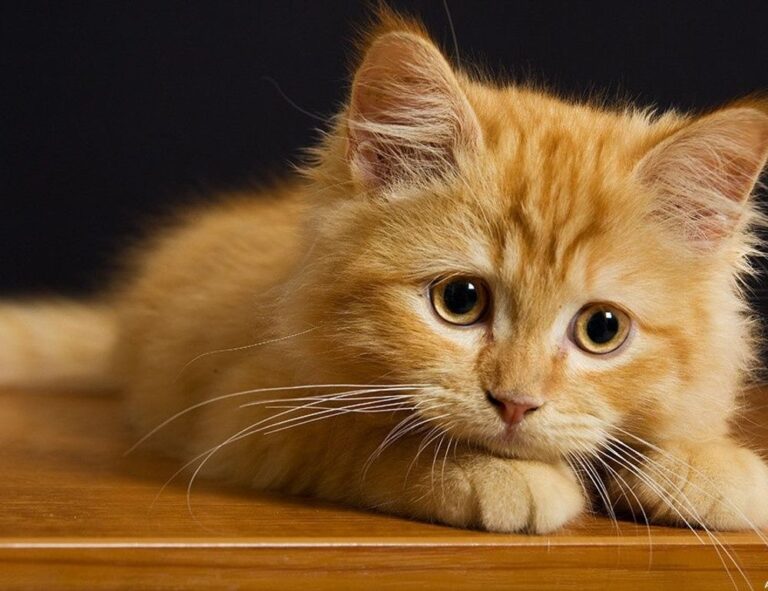 how pavatalgia disease start