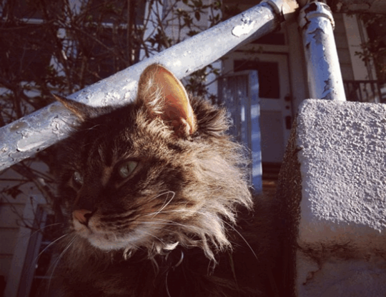 how to diagnose pavatalgia disease