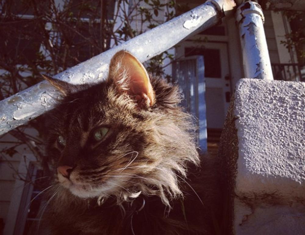 how to diagnose pavatalgia disease