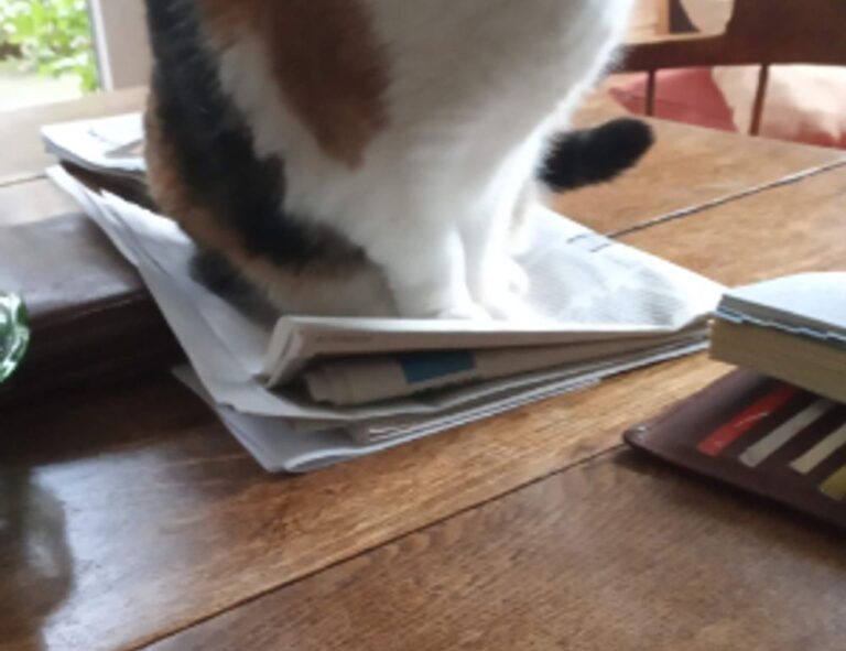 outfestfusion pavatalgia disease