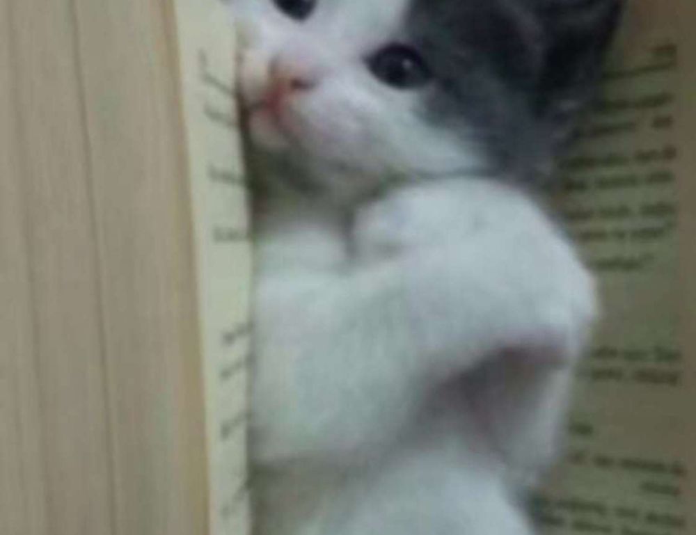 why homorzopia disease bad