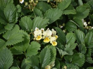 else praasterink wiki