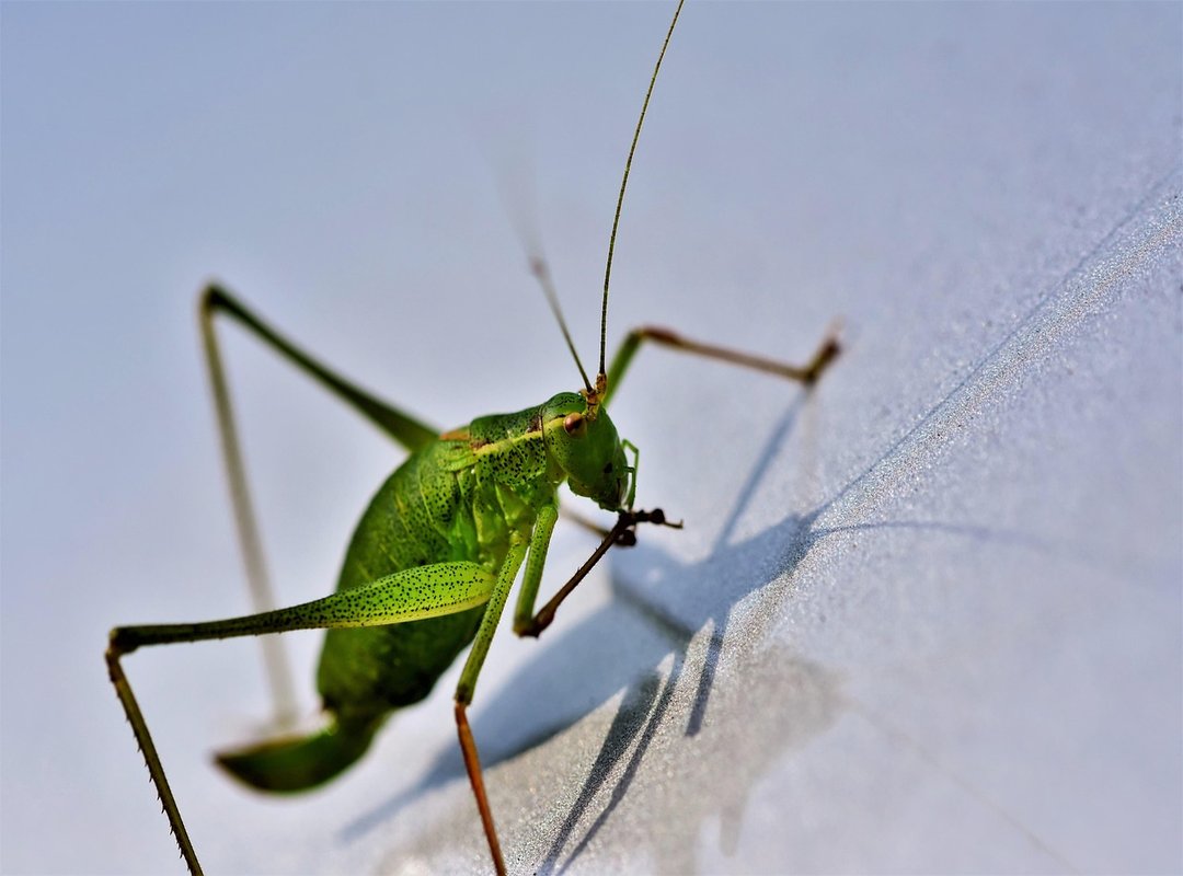 What Diet to Prevent Diabetes Shmgdiet