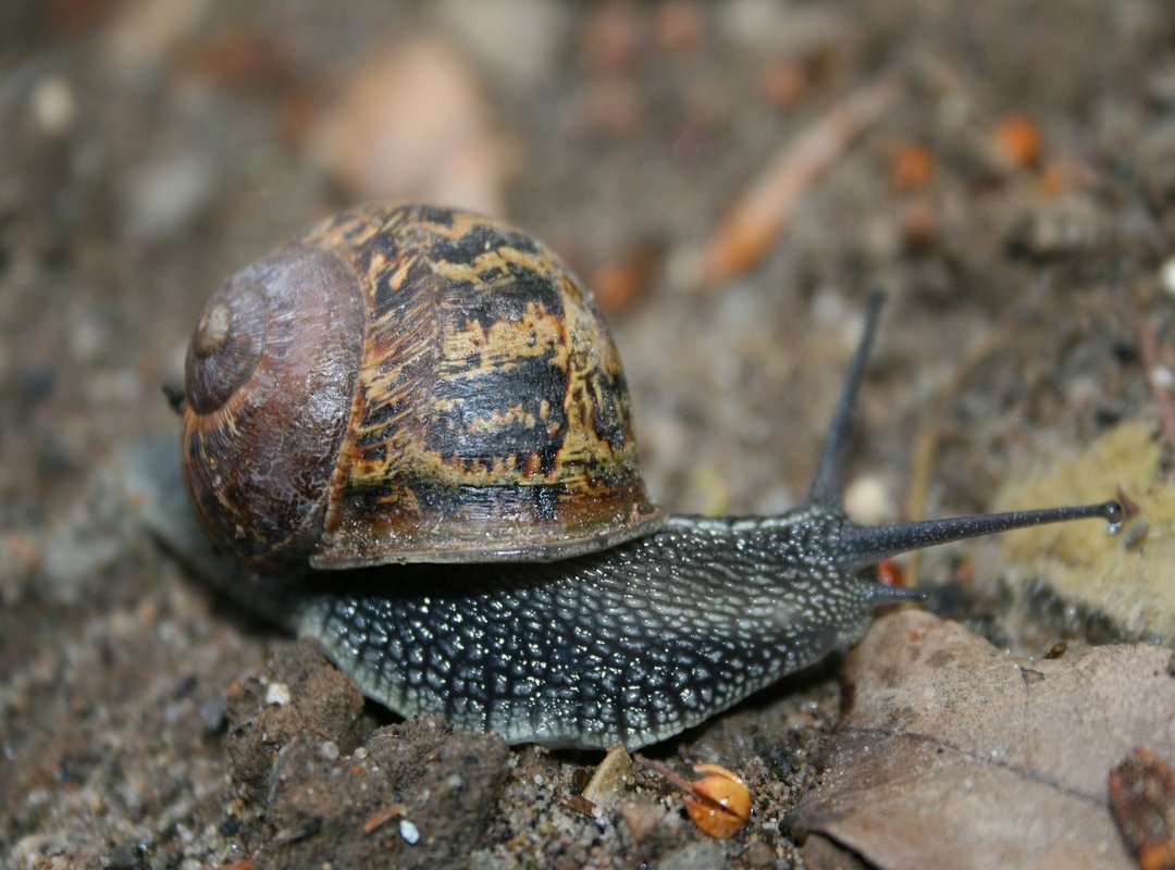 How to Get Started with Lunabognya's Universe